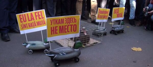 Raţa mută la Preşedinţie - Sputnik Moldova