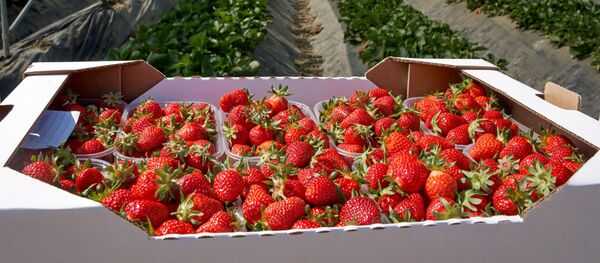 Клубника во время сбора урожая в тепличном хозяйстве - Sputnik Moldova