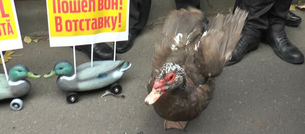 Протесты в Кишиневе: палатки внутри НАРЭ и немая утка для президента Протесты в Кишиневе: палатки внутри НАРЭ и немая утка для президента - Sputnik Молдова