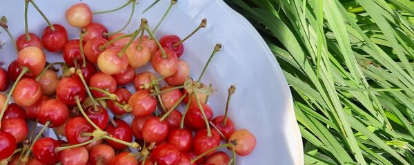 S-au copt primele cireșe S-au copt primele cireșe - Sputnik Moldova