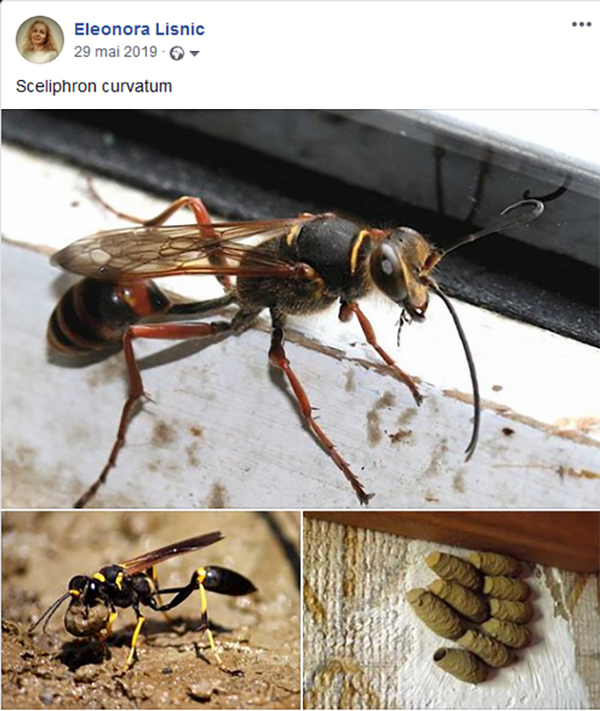 O insectă agresivă și zgomotoasă dă năvală în casele moldovenilor - Foto O insectă agresivă și zgomotoasă dă năvală în casele moldovenilor - Foto - Sputnik Moldova