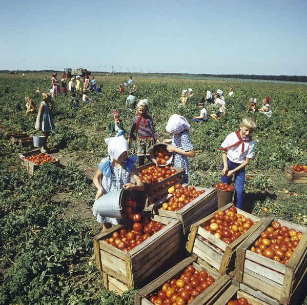 Сбор пионерами урожая томатов в колхозе Советская Россия, 1984 год - Sputnik Молдова