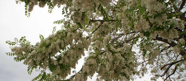 Регионы России. Крым Регионы России. Крым - Sputnik Молдова