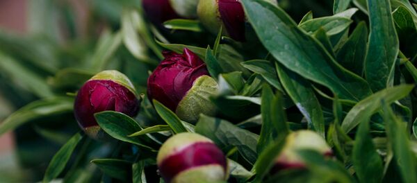 Пионы Пионы - Sputnik Молдова