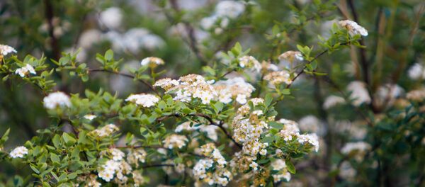 Цветы - Sputnik Молдова