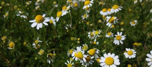 Цветы.  - Sputnik Молдова