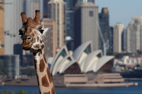 Жираф из Сиднейского зоопарка на фоне Сиднейского оперного театра - Sputnik Молдова