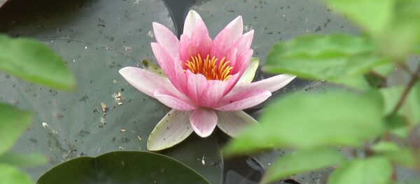 Lacul cu nuferi din Bardar, un loc de poveste - Sputnik Moldova