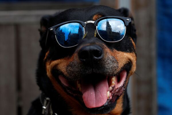Собака в солнцезащитных очках на площади Grand Place в Брюсселе после открытия баров и ресторанов  - Sputnik Молдова