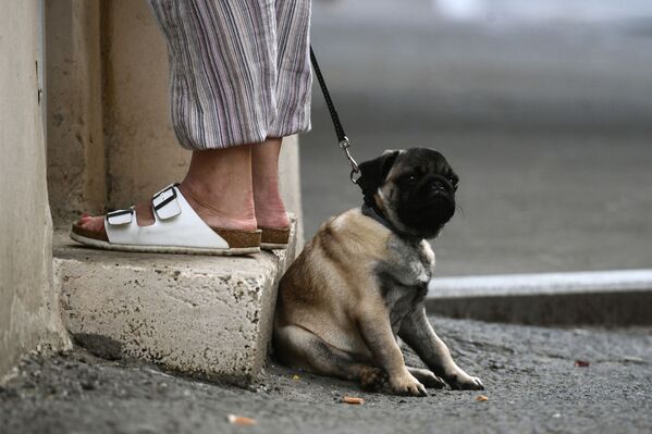 Собака породы мопс на одной из улиц в Москве - Sputnik Молдова