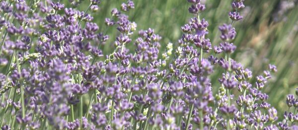 În Moldova înflorește lavanda - Sputnik Moldova