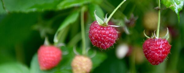 Малина. - Sputnik Молдова