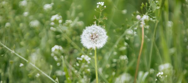 Одуванчик в ожидании грозы. Одуванчик в ожидании грозы. - Sputnik Молдова