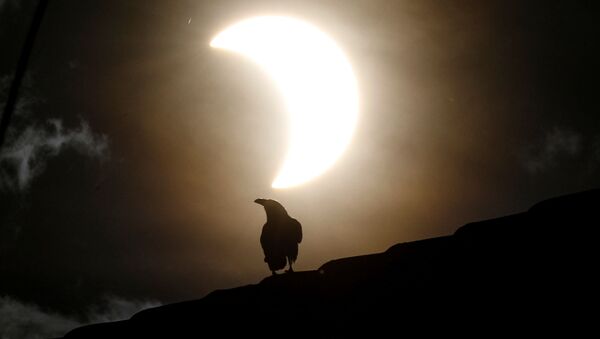 Ворона во время частичного солнечного затмения в Кении  - Sputnik Молдова