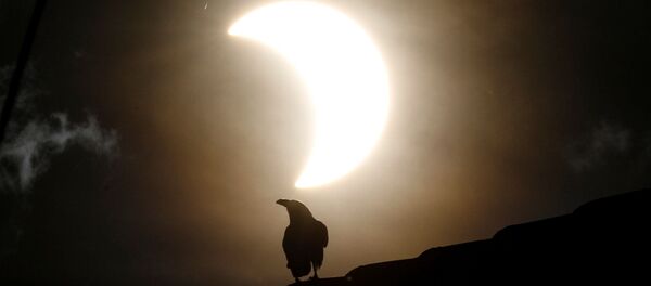 Ворона во время частичного солнечного затмения в Кении  - Sputnik Молдова