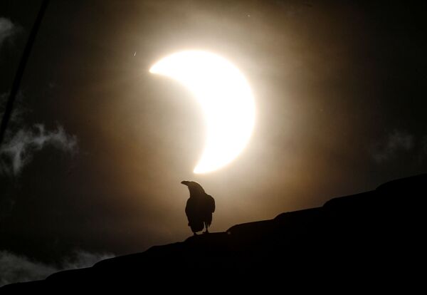 Ворона во время частичного солнечного затмения в Кении  - Sputnik Молдова