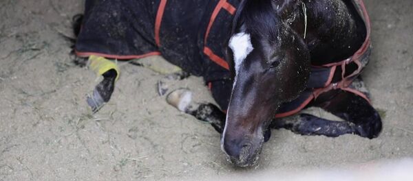 Лошади без скачек: пандемия глазами животных - Sputnik Молдова