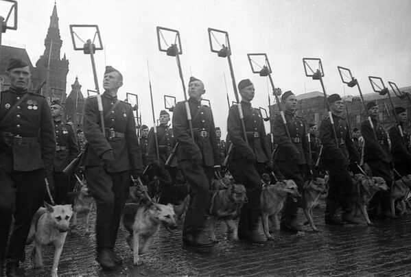 Minerii (geniștii) cu câini ai serviciului de căutare a minelor la parada Victoriei din Piața Roșie pe 24 iunie 1945. - Sputnik Moldova