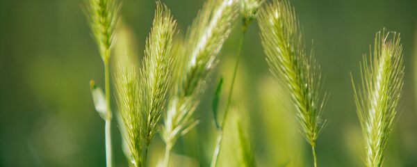 Ячмень гривастый  - Sputnik Молдова