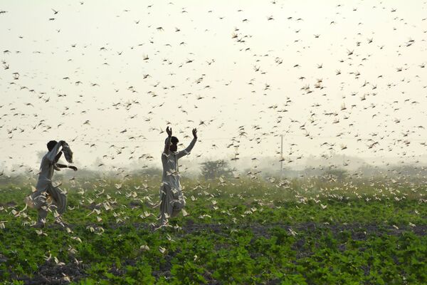 Фермеры во время нашествия саранчи в Пакистане - Sputnik Молдова
