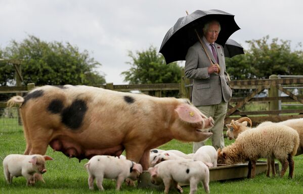 Принц Чарльз во время посещения фермерского парка Cotswold, Великобритания  - Sputnik Молдова