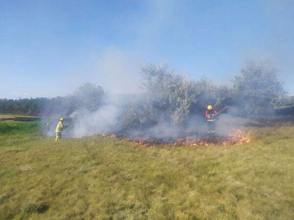Video - Incendiu devastator de vegetație în raionul Ungheni: Focul nimicește totul în cale - Sputnik Moldova