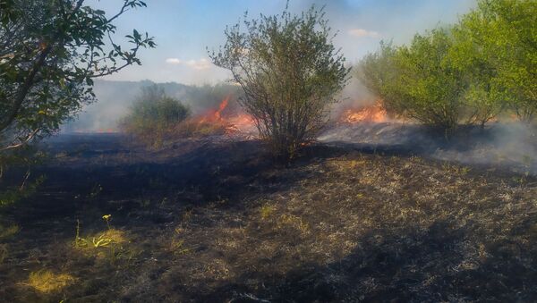 Incendiu de vegetație in raionul Ungheni - Sputnik Moldova