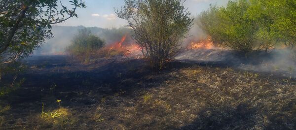 Incendiu de vegetație in raionul Ungheni - Sputnik Moldova