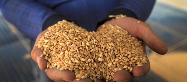 Пшеница - Sputnik Moldova