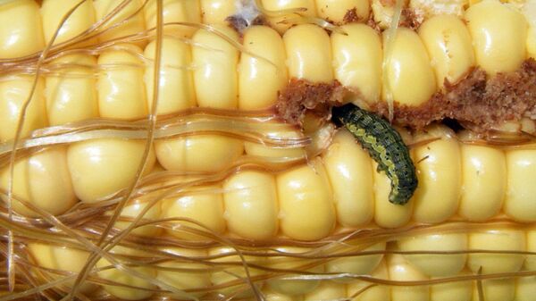 Un dăunător periculos atacă în această perioadă fructele, legumele și cerealele – Foto Un dăunător periculos atacă în această perioadă fructele, legumele și cerealele – Foto - Sputnik Moldova
