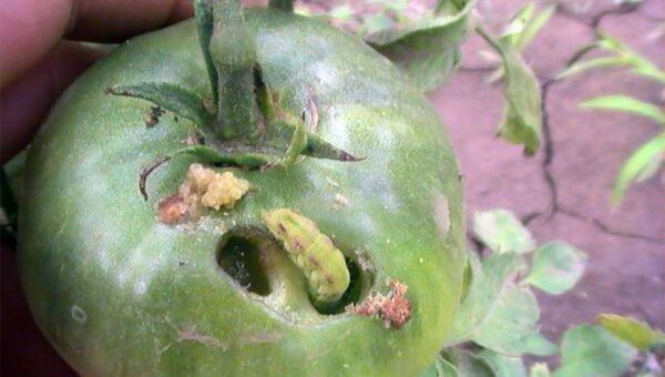 Un dăunător periculos atacă în această perioadă fructele, legumele și cerealele – Foto Un dăunător periculos atacă în această perioadă fructele, legumele și cerealele – Foto - Sputnik Moldova