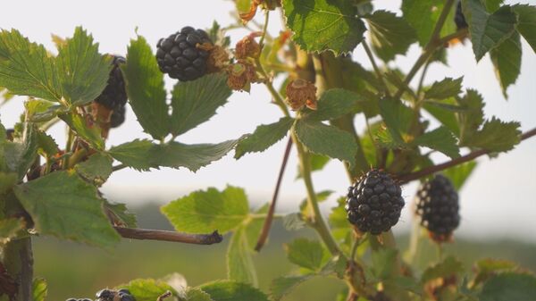 Ликвидная культура: в Молдове идет сбор ежевики - Sputnik Молдова