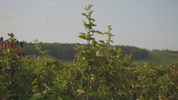 Ликвидная культура: в Молдове идет сбор ежевики - Sputnik Молдова