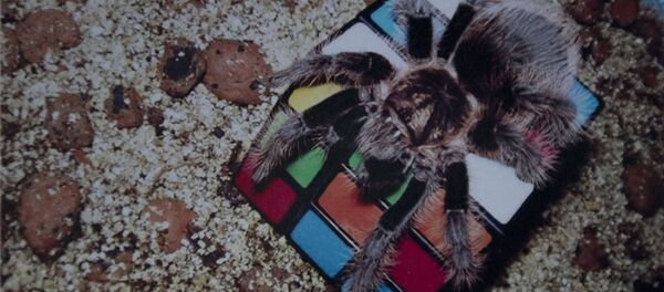 Паук - Sputnik Молдова