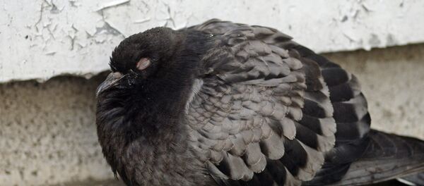 Голубь - Sputnik Молдова