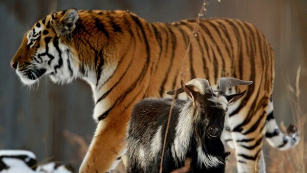 В Приморском Сафари-парке амурский тигр подружился с козлом - Sputnik Молдова