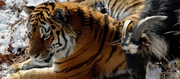 В Приморском Сафари-парке амурский тигр подружился с козлом - Sputnik Молдова