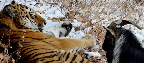 В Приморском Сафари-парке амурский тигр подружился с козлом - Sputnik Молдова