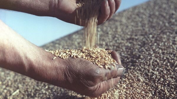 Урожай пшеницы, архивное фото.  - Sputnik Молдова