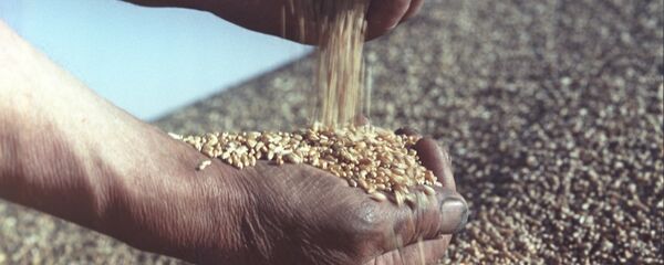 Урожай пшеницы - Sputnik Moldova