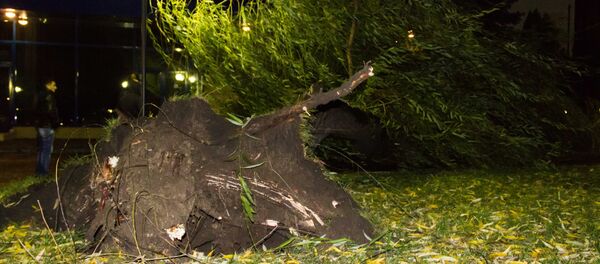 Copac doborât de vânt - Sputnik Moldova