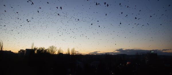 Păsări - Sputnik Молдова