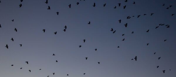 Păsări - Sputnik Молдова