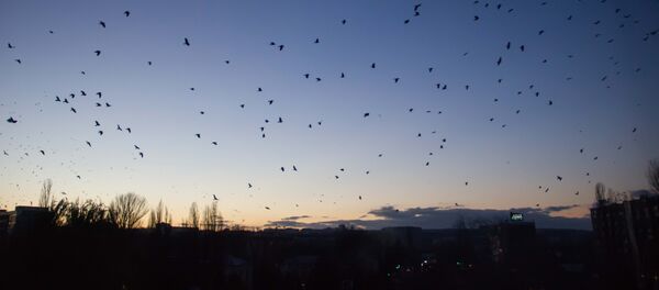 Păsări Păsări - Sputnik Moldova