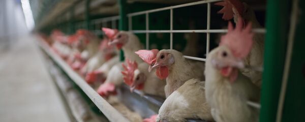 Птицефабрика в Омской области - Sputnik Moldova-România