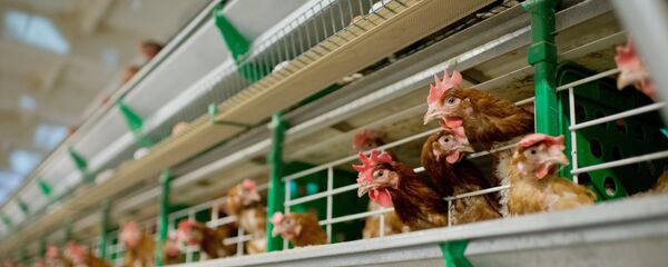 Птицефабрика - Sputnik Молдова