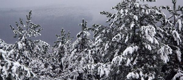 Ели зимой - Sputnik Moldova