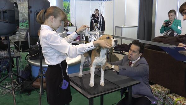 Приехали лучшие – в Кишиневе состоялась Международная выставка собак - Sputnik Молдова