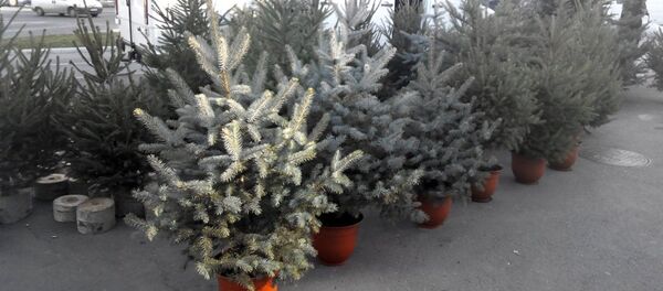 Елочный базар - Sputnik Молдова