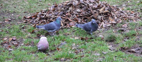 Уборка листьев - Sputnik Молдова